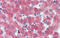 D-Box Binding PAR BZIP Transcription Factor antibody, ARP31587_P050, Aviva Systems Biology, Immunohistochemistry frozen image 