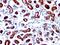 Trefoil Factor 1 antibody, MBS438970, MyBioSource, Immunohistochemistry frozen image 