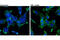 p65 antibody, 8801S, Cell Signaling Technology, Immunocytochemistry image 