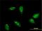 Ring Finger Protein 6 antibody, H00006049-M01, Novus Biologicals, Immunofluorescence image 