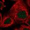 La-related protein 7 antibody, PA5-55437, Invitrogen Antibodies, Immunofluorescence image 