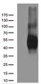 BB1 antibody, CF812241, Origene, Western Blot image 