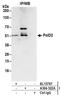 DNA Polymerase Delta 2, Accessory Subunit antibody, A304-322A, Bethyl Labs, Immunoprecipitation image 