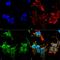 JNK MAP kinase scaffold protein 2 antibody, MA5-27632, Invitrogen Antibodies, Immunofluorescence image 