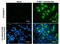 Proline/serine-rich coiled-coil protein 1 antibody, GTX629077, GeneTex, Immunocytochemistry image 