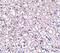 Cytokine receptor-like factor 2 antibody, 4207, ProSci Inc, Immunohistochemistry paraffin image 
