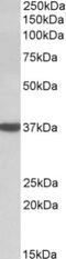 D-Amino Acid Oxidase antibody, NBP2-27540, Novus Biologicals, Western Blot image 