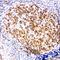 Milk Fat Globule-EGF Factor 8 Protein antibody, orb97071, Biorbyt, Immunohistochemistry paraffin image 