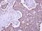 Malectin antibody, PA5-21408, Invitrogen Antibodies, Immunohistochemistry frozen image 