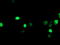 LIM/homeobox protein Lhx1 antibody, TA504531, Origene, Immunofluorescence image 