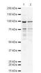 48 kDa protein antibody, orb76801, Biorbyt, Western Blot image 