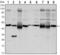 Forkhead Box D3 antibody, GTX80414, GeneTex, Western Blot image 