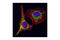 Heat Shock Protein Family D (Hsp60) Member 1 antibody, 4870S, Cell Signaling Technology, Immunofluorescence image 