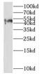 NP2 antibody, FNab05828, FineTest, Western Blot image 