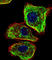 DMRT Like Family A2 antibody, abx031315, Abbexa, Western Blot image 