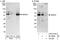 Sentrin-specific protease 2 antibody, A303-016A, Bethyl Labs, Immunoprecipitation image 