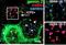 Survival of motor neuron protein-interacting protein 1 antibody, orb76633, Biorbyt, Immunohistochemistry paraffin image 