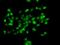BUD23 RRNA Methyltransferase And Ribosome Maturation Factor antibody, GTX33582, GeneTex, Immunocytochemistry image 