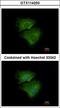Alkaline Phosphatase, Germ Cell antibody, LS-C186355, Lifespan Biosciences, Immunocytochemistry image 