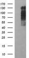 Rap Guanine Nucleotide Exchange Factor 1 antibody, TA506838BM, Origene, Western Blot image 