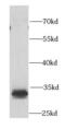 Prostaglandin E Synthase 2 antibody, FNab06917, FineTest, Western Blot image 