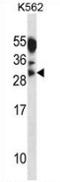Myogenin antibody, AP52800PU-N, Origene, Western Blot image 