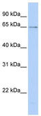 Peptidylprolyl Isomerase Like 2 antibody, TA334518, Origene, Western Blot image 