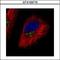 Conserved oligomeric Golgi complex subunit 7 antibody, GTX109776, GeneTex, Immunocytochemistry image 