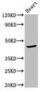 DNA dC->dU-editing enzyme APOBEC-3F antibody, LS-C673301, Lifespan Biosciences, Western Blot image 