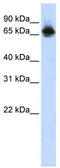 Far Upstream Element Binding Protein 1 antibody, TA339086, Origene, Western Blot image 