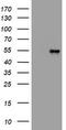 Vimentin antibody, TA801319AM, Origene, Western Blot image 