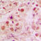 p53 antibody, LS-C352991, Lifespan Biosciences, Immunohistochemistry frozen image 
