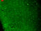 Calcium Voltage-Gated Channel Subunit Alpha1 H antibody, LS-C230634, Lifespan Biosciences, Immunofluorescence image 