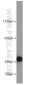 Keratin 18 antibody, 10830-1-AP, Proteintech Group, Western Blot image 