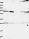 IQ Motif Containing N antibody, NBP1-85833, Novus Biologicals, Western Blot image 