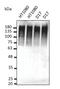 Ubiquitin B antibody, orb334959, Biorbyt, Western Blot image 