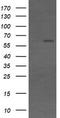 CD19 antibody, CF506285, Origene, Western Blot image 