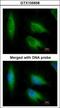 Eukaryotic translation elongation factor 1 epsilon-1 antibody, GTX105658, GeneTex, Immunocytochemistry image 