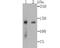 Splicing Factor 3b Subunit 3 antibody, A08240-2, Boster Biological Technology, Western Blot image 