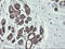 PHD Finger Protein 7 antibody, LS-C799428, Lifespan Biosciences, Immunohistochemistry paraffin image 