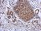 Tripartite Motif Containing 63 antibody, LS-C186154, Lifespan Biosciences, Immunohistochemistry frozen image 