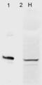 AHSA1 antibody, LS-C232094, Lifespan Biosciences, Western Blot image 