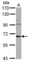 WASP Family Member 3 antibody, NBP2-20885, Novus Biologicals, Western Blot image 