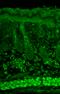 Syntaxin 1A antibody, SMC-181D-A700, StressMarq, Immunohistochemistry frozen image 