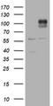 ADAM Metallopeptidase With Thrombospondin Type 1 Motif 8 antibody, TA505627S, Origene, Western Blot image 