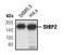 Inositol Polyphosphate Phosphatase Like 1 antibody, PA5-17383, Invitrogen Antibodies, Western Blot image 