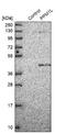 Protein phosphatase 1L antibody, NBP1-87248, Novus Biologicals, Western Blot image 