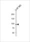 Sky antibody, 63-138, ProSci, Western Blot image 