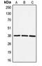 Eukaryotic translation initiation factor 3 subunit F antibody, LS-C353077, Lifespan Biosciences, Western Blot image 