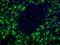 Human pancreatic exocrine cell antibody, MA5-16133, Invitrogen Antibodies, Immunofluorescence image 